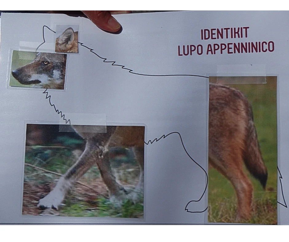 lupo8